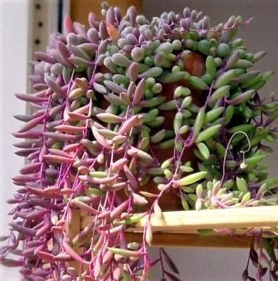 Senecio Herreianus String Of Rubies (Purple Flush) | Thompson & Morgan