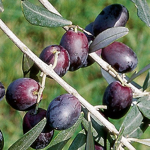 Olivo CipressinoVendita Online - Vivai Piante Gabbianelli - Foto 2