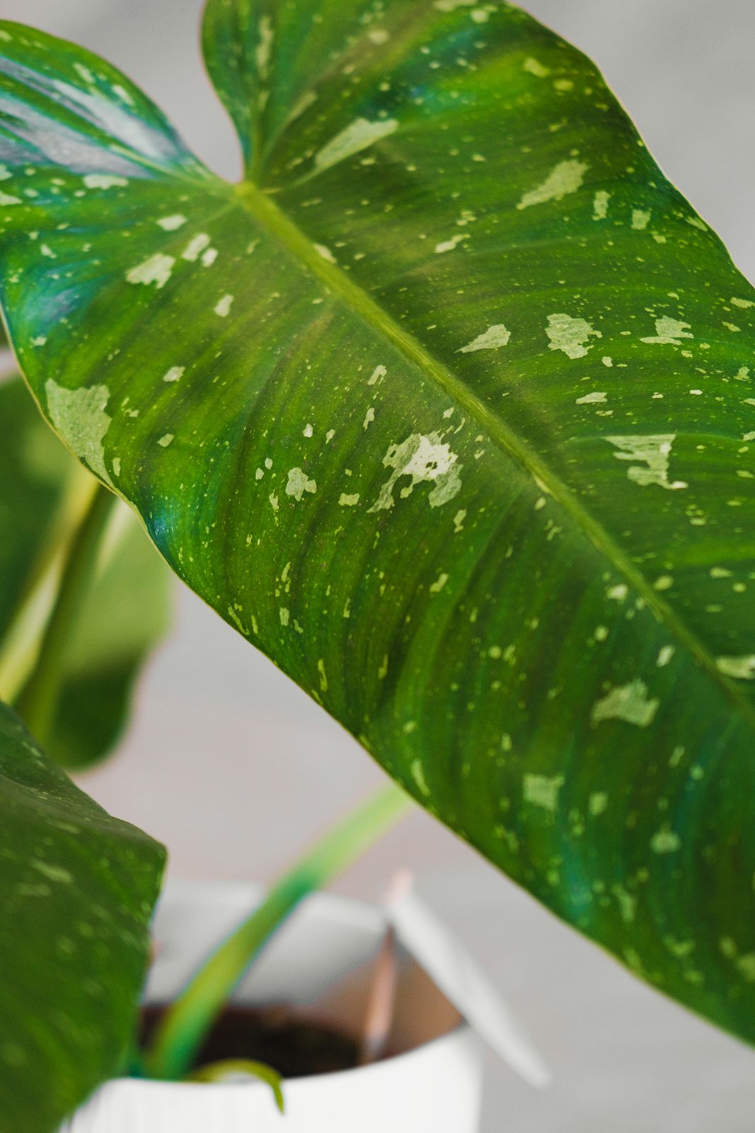 Philodendron red sun, filodendro, pianta da interno Philodendron red sun, filodendro, pianta da interno