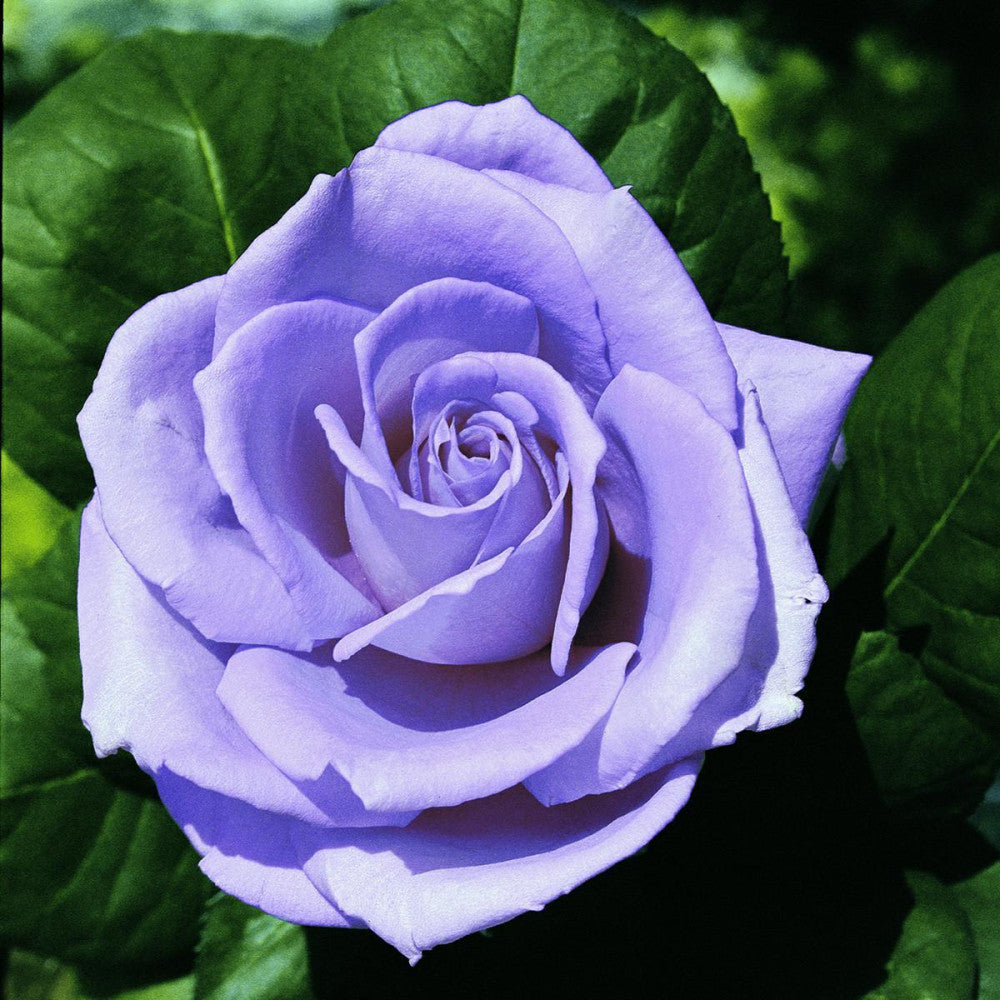 Mulino A Vento Portatile Bianco E Blu Sotto Cieli Nuvolosi Foto - Blu - Foto 10