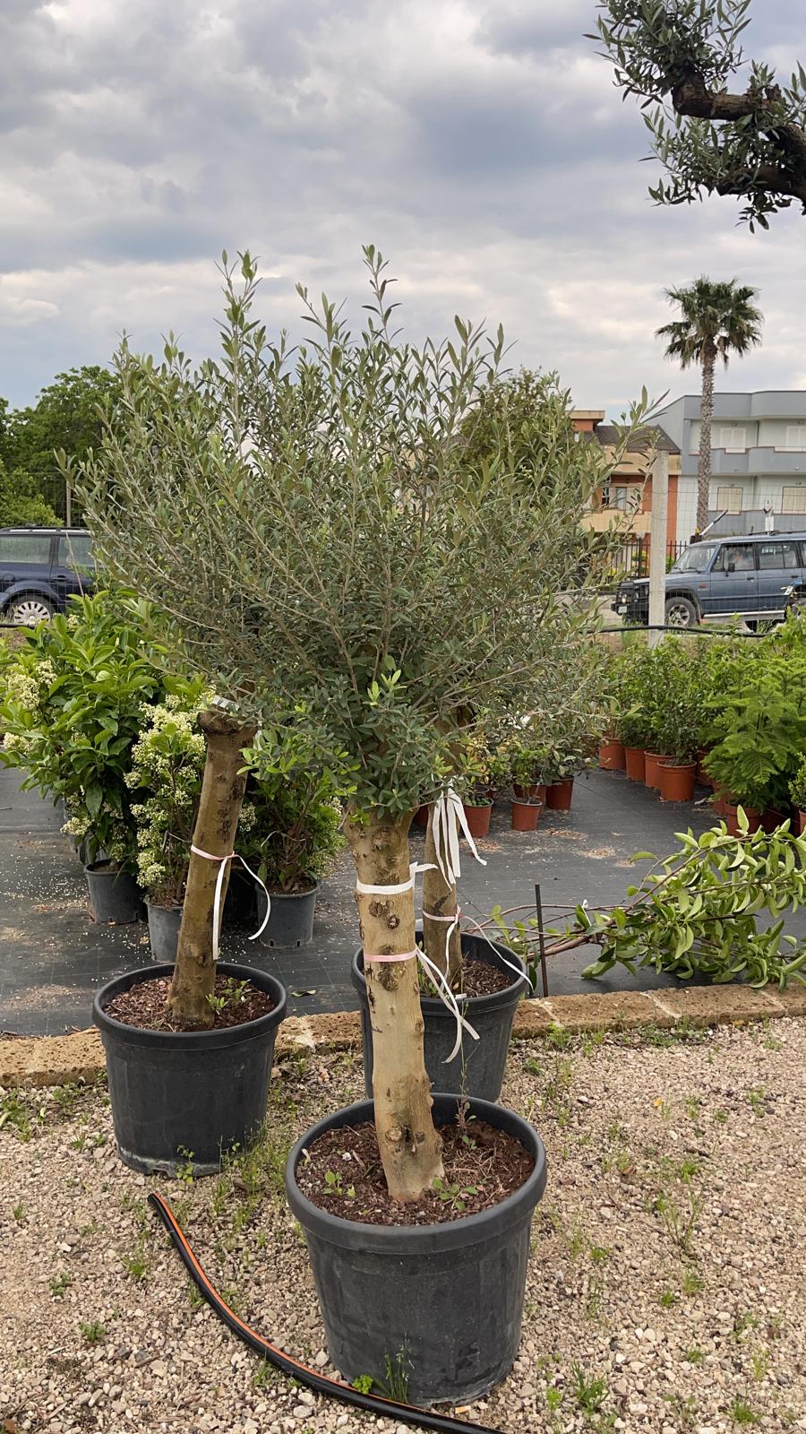 Olea Europaea – Pianta Di Olivo In Vaso 14 Cm – Altezza 40-50 Cm – Vivaio Bloomique