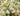 Green Week - offerte piante Vivaio Garden Forest