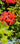 Piante da balcone e terrazzo - gerani parigini - Vivaio Garden Forest
