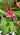 Piante di Plumeria frangipani - Vivaio Garden Forest