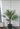 Palme Phoenix canariensis - Vivaio Garden Forest