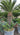 Cicadee Cycas revoluta - Vivaio Garden Forest