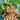 Frutta a guscio - alberi di noce e mandorlo - Vivaio Garden Forest