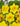 Bulbi di narcisi da fiore - Vivaio Garden Forest