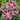 Bulbi di lilium da fiore - Vivaio Garden Forest