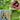 Piante Innestate