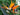 Piante di Strelitzia uccello del paradiso - Vivaio Garden Forest
