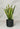 Piante di sansevieria da appartamento - Vivaio Garden Forest