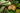 Piante di kiwi Actinidia - Vivaio Garden Forest