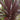 Piante di dracena - Vivaio Garden Forest