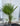 Palme Chamaerops humilis - Vivaio Garden Forest