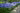 Piante di Agapanthus nano - Vivaio Garden Forest
