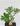 Piante Caudiciformi