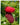 Piante di lampone Rubus - Vivaio Garden Forest