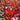 Piante di Photinia per siepi - Vivaio Garden Forest