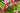 Piante regalo per San Valentino - Vivaio Garden Forest