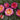 Rose da giardino e da vaso - Vivaio Garden Forest