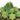 Piante di Euphorbia succulente - Vivaio Garden Forest