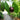 Piante di Eugenia e Pitanga - Vivaio Garden Forest
