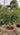 Alberi di limone in vaso - Vivaio Garden Forest