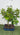 Piante di Ficus da interno e bonsai - Vivaio Garden Forest