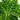 Piante di Calathea e Maranta da interno - Vivaio Garden Forest