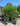 Piante di lauroceraso per siepi - Vivaio Garden Forest