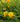 Piante di lantana da esterno - Vivaio Garden Forest