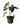Piante variegate da collezione - Vivaio Garden Forest