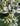 Piante di pothos Epipremnum - Vivaio Garden Forest