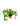Cactus crestati e forme rare - Vivaio Garden Forest