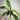 Piante di Philodendron da interno - Vivaio Garden Forest