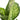 Piante di Dieffenbachia da interno - Vivaio Garden Forest