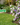 Piante da Fiore da Esterno