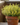 Piante Aromatiche