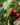 Piante da Frutto