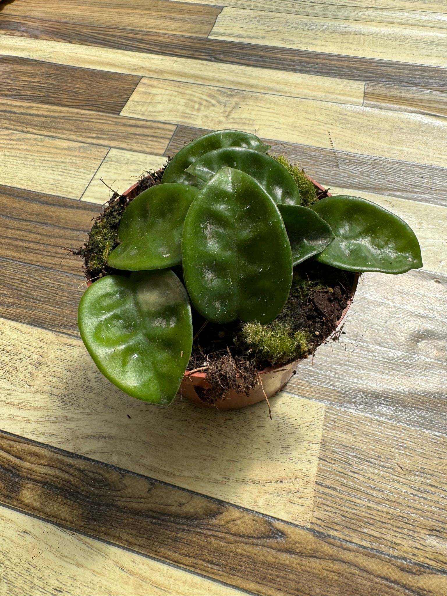 Semi Di Hoya (Fiore Di Cera) - 200 Semi Per Piante Rampicanti Da Interno - Foto 9