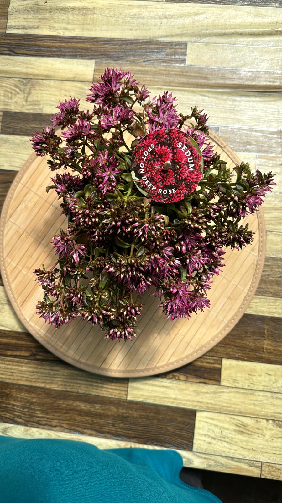 POWERS TO FLOWERS - SEDUM SPURIUM SPOT ON DEEP ROSE IN VASO CERAMICA ROSA ANTICO, VASO 16CM, pianta vera - Powers to flowers - piante e fiori POWERS TO FLOWERS - SEDUM SPURIUM SPOT ON DEEP ROSE IN VASO CERAMICA ROSA ANTICO, VASO 16CM, pianta vera - Powers to flowers - piante e fiori