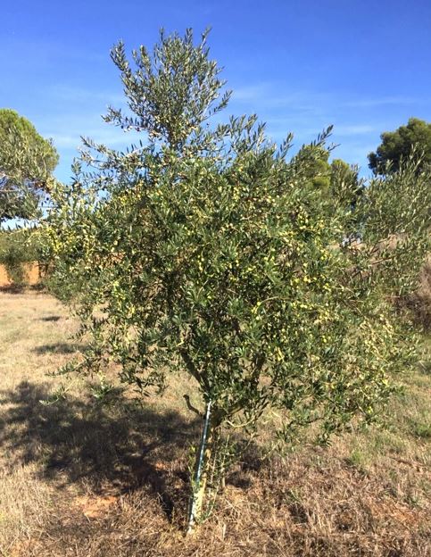 Pianta Di Olivo Arbosana In Vaso Diametro 18 – Vivaio Garden Forest - Foto 6