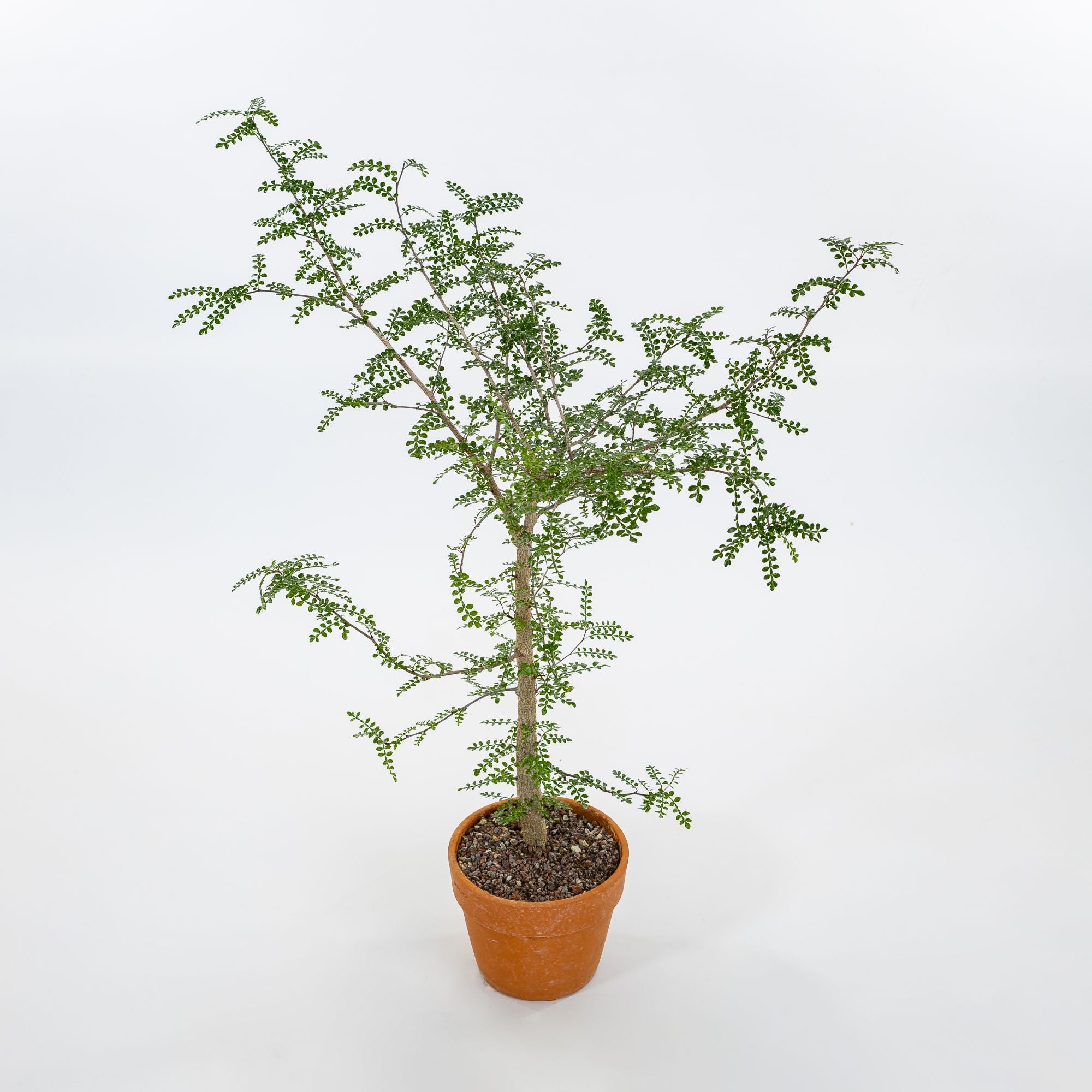 Generico Kraja I'm Baby Groot - Vaso di fiori per piante e penne del Generico Kraja I'm Baby Groot - Vaso di fiori per piante e penne del