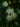 Myrtus Communis Tarentina (Mirto Tarentino) Cespuglio Vaso 24 H.70/90 - fioritura - Vivaio Garden Forest (50305213)