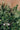 Myrtus Communis Tarentina (Mirto Tarentino) Cespuglio Vaso 24 H.70/90 - portamento - Vivaio Garden Forest (50305214)