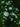 Myrtus Communis Tarentina (Mirto Tarentino) Cespuglio Vaso 24 H.70/90 - fiori e boccioli - Vivaio Garden Forest (50305215)