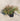 Abelia " Edward Goucher " Rosa Vaso 24 - Vivaio Garden Forest (48047830)