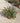 Abelia Grandiflora Bianco Vaso 24 - Vivaio Garden Forest (48047834)