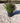 Abelia Grandiflora Cesp 24 - Vivaio Garden Forest (47844180)